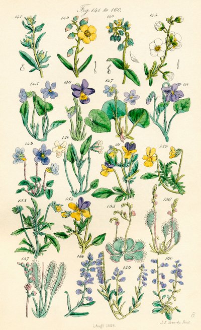 J. E. Sowerby と C. P. Johnson の作品にちなんだ、British Wild Flowers のカラー イラストのページ 作： J. E. and Johnson C. P.  Sowerby
