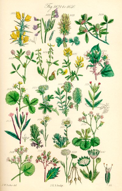 J. E. Sowerby と C. P. Johnson の作品にちなんだ、British Wild Flowers のカラー イラストのページ 作： J. E. and Johnson C. P.  Sowerby