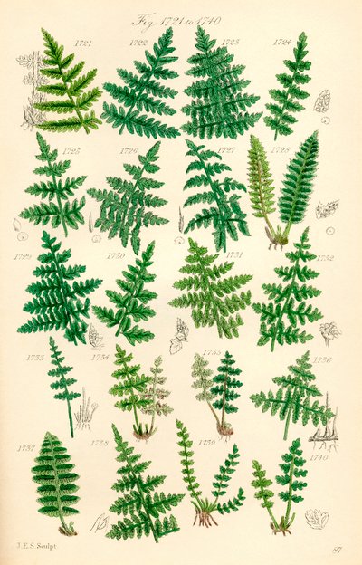 J. E. Sowerby と C. P. Johnson の作品にちなんだ、British Wild Flowers のカラー イラストのページ 作： J. E. and Johnson C. P.  Sowerby