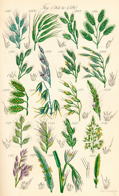 J. E. Sowerby と C. P. Johnson の作品にちなんだ、British Wild Flowers のカラー イラストのページ 作： J. E. and Johnson C. P.  Sowerby