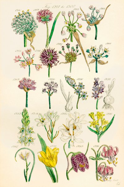 J. E. Sowerby と C. P. Johnson の作品にちなんだ、British Wild Flowers のカラー イラストのページ 作： J. E. and Johnson C. P.  Sowerby