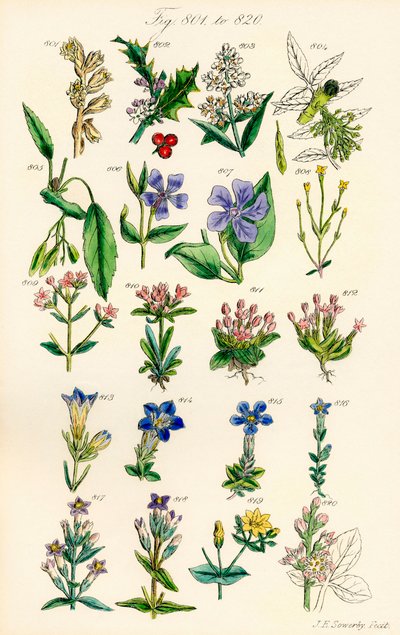 J. E. Sowerby と C. P. Johnson の作品にちなんだ、British Wild Flowers のカラー イラストのページ 作： J. E. and Johnson C. P.  Sowerby