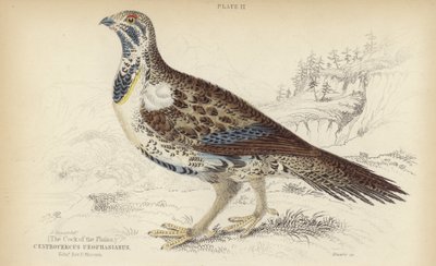 Centrocercus Urophasianus 作： J. Stewart