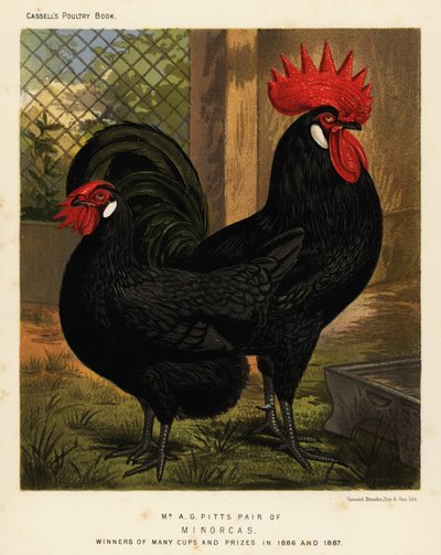 Minorca のニワトリ、雄鶏と鶏、Gallus gallus Domesticus 作： J. W. (after) Ludlow