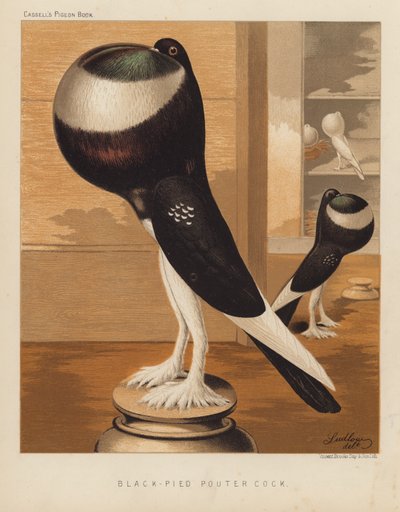 ハト: Black-Pied Pouter Cock (色リソ) 作： J. W. (after) Ludlow