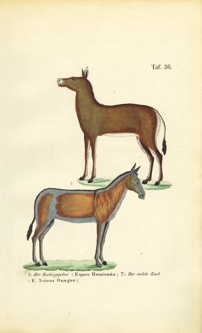  作： J. W. Tenhaeff