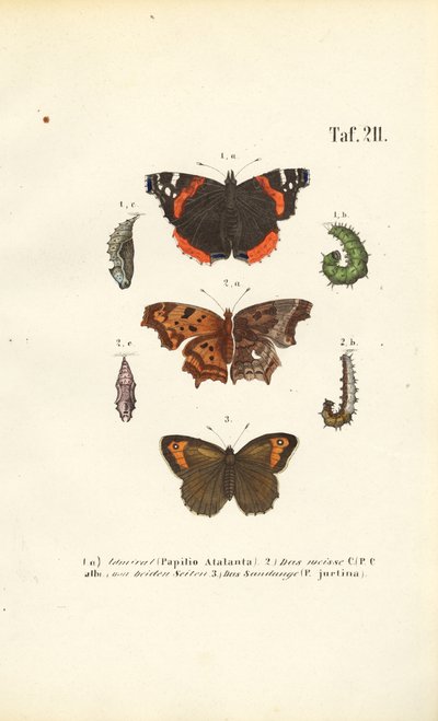 蝶とその発生段階 作： J. W. Tenhaeff
