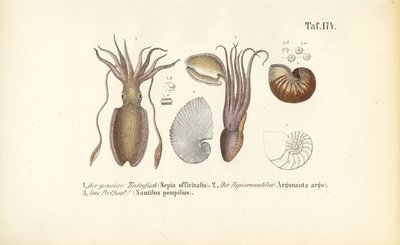  作： J. W. Tenhaeff