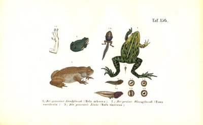 ヨーロッパアマガエルとコモンヒキガエル 作： 