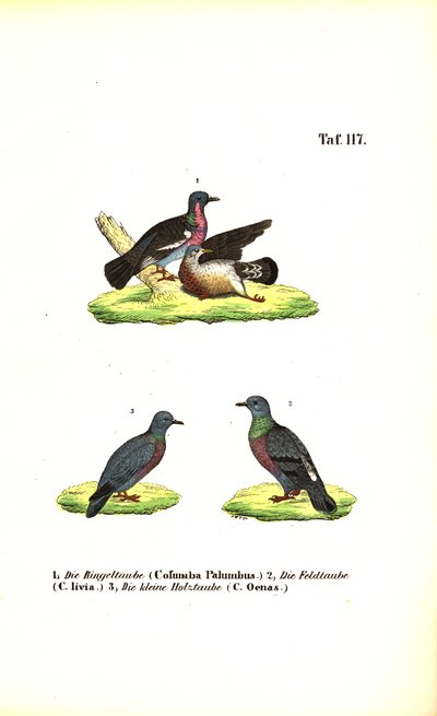 ヨーロッパ野鳩 作： J. W. Tenhaeff