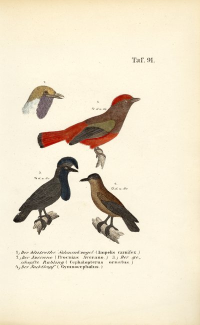 南米のエキゾチックな歌鳥たち 作： J. W. Tenhaeff