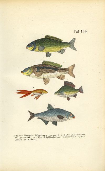 コイ科の淡水魚 作： J. W. Tenhaeff
