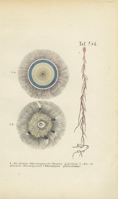  作： J. W. Tenhaeff