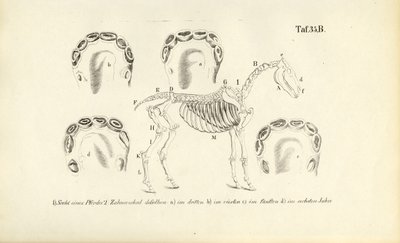  作： J. W. Tenhaeff