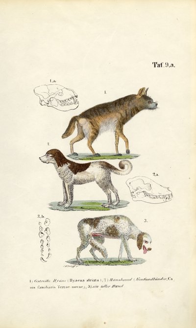 ハイエナ、家庭犬、老犬とドクロのイラスト 作： 