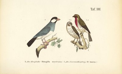  作： J. W. Tenhaeff
