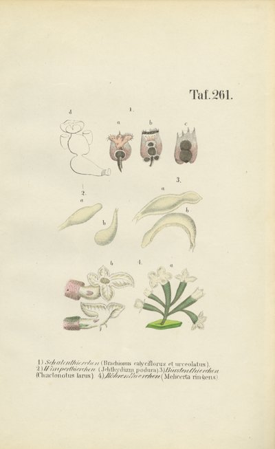  作： J. W. Tenhaeff