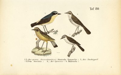  作： J. W. Tenhaeff