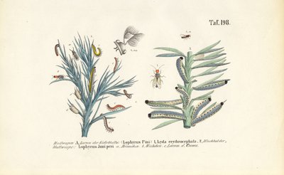 マツノマダラカミキリの幼虫とその発生 作： 
