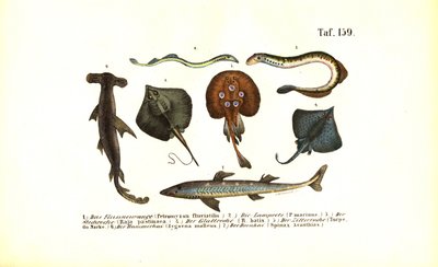  作： J. W. Tenhaeff