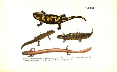 サンショウウオとイモリの様々な発生形態 作： 