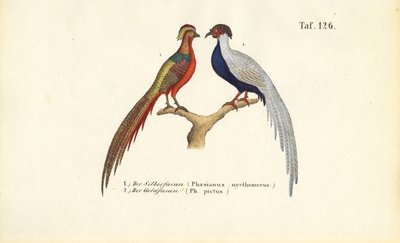  作： J. W. Tenhaeff