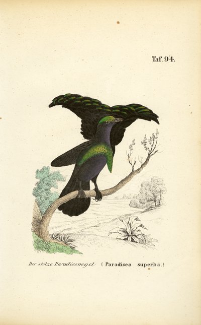 極上の極楽鳥 作： J. W. Tenhaeff