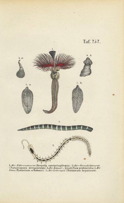 作： J. W. Tenhaeff