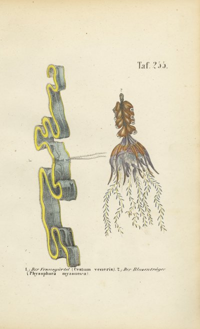  作： 