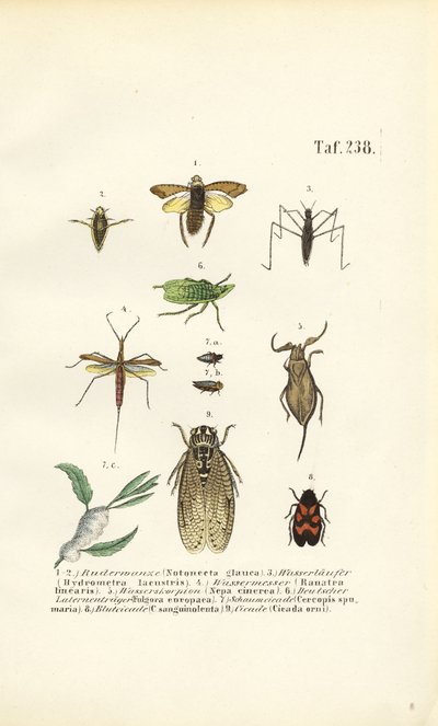 水虫とその他の昆虫 作： J. W. Tenhaeff
