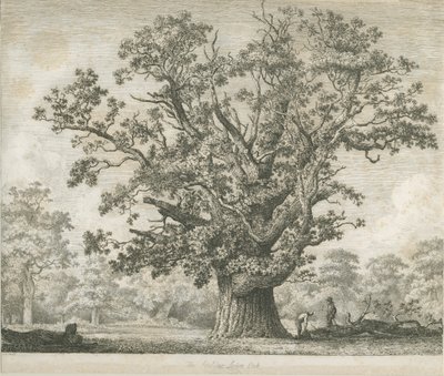 ニードウッド-スウィルカーオーク：エッチング、ND [c 1820-1850] 作： Jacob George Strutt