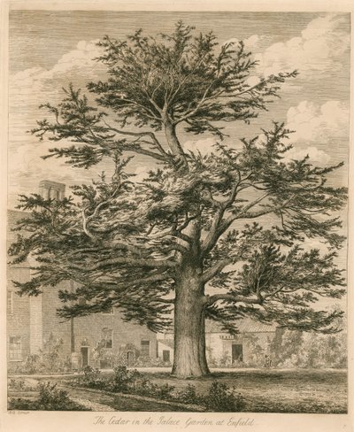 エンフィールド、ミドルセックスの宮殿の庭の杉 作： Jacob George Strutt