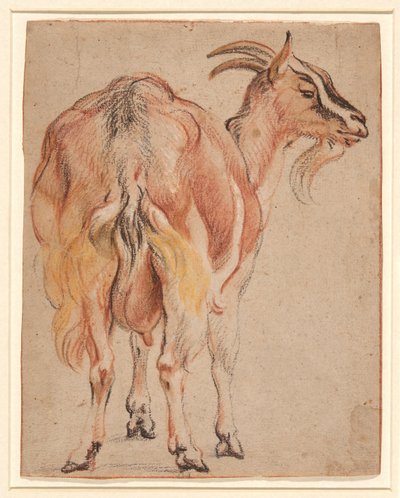 ヤギ、1657年頃（白で強調されたチョークとウォッシュ） 作： Jacob Jordaens