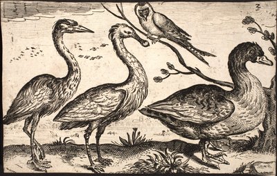 サギ、ヘラサギ、鳥、ガチョウ 作： Jacob Matham