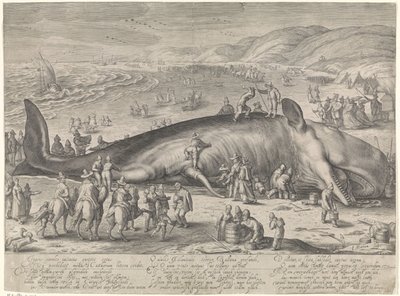 1598 年にバークヘイで座礁したクジラ 作： Jacob Matham