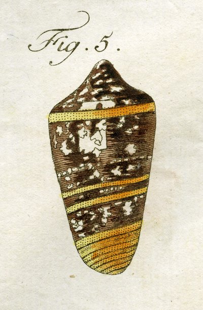 Conus Ammiralis（亜種Summus）のイラスト、1790年（手描きの彫刻） 作： Jacob Xavier Schmuzer