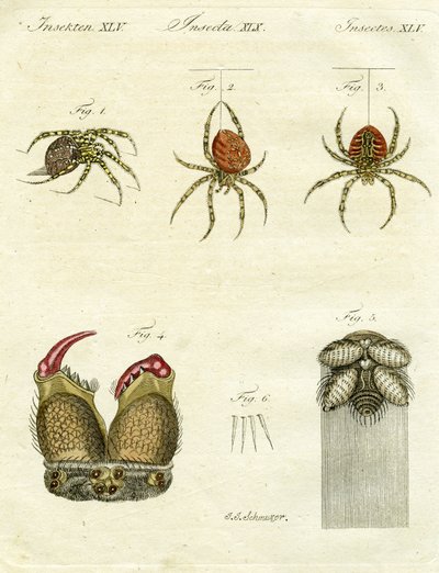 クモのイラスト、1790年（手描きの彫刻） 作： Jacob Xavier Schmuzer