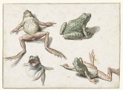 カエルの 4 つの研究 作： Jacob de Gheyn (II)