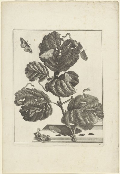 植物のさまざまな毛虫と蝶 作： Jacob l