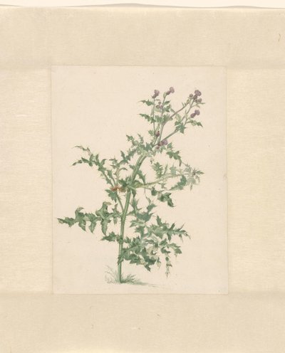 顕花植物 作： Jacob van Eynden (II)
