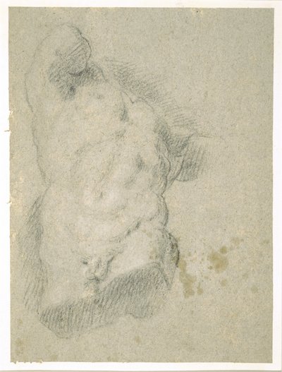 男性トルソーのドローイング（青紙に木炭 作： Jacopo Bassano