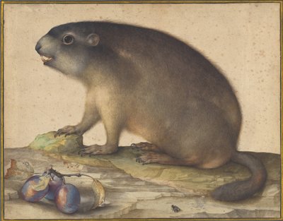プラムの枝を持つマーモット 作： Jacopo Ligozzi