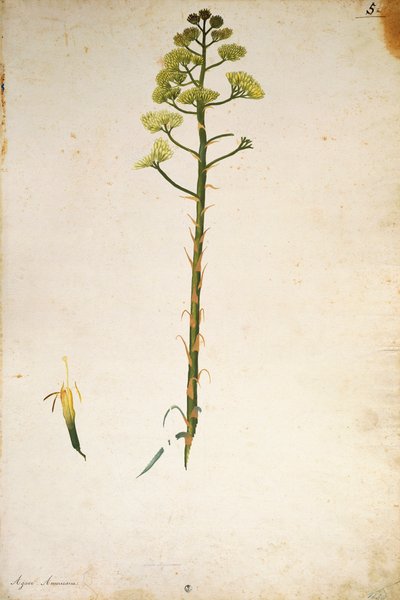 世紀の植物の花（Agave americana） by Jacopo Ligozzi 作： Jacopo Ligozzi