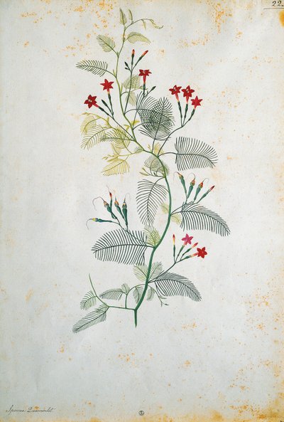 イタリア、Quamoclit pennata（ヒノキのつる）、メキシコの植物、Jacopo Ligozzi（1547-1627）作 作： Jacopo Ligozzi