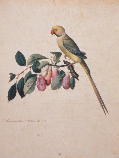 Prunus domestica、アレクサンドルのオウムのうち、 作： Jacopo Ligozzi