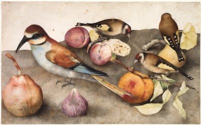鳥と果物のある静物c。 1650（グラファイト入り水彩、鉛白で強調） 作： Jacopo Ligozzi