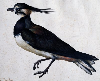 トリンガ・ヴァネルス(Lapwing) ヤコポ・リゴッツィ(1547-1627)作 作： Jacopo Ligozzi