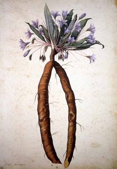 不明な画像 作： Jacopo Ligozzi
