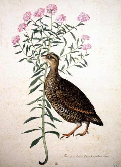 不明な画像 作： Jacopo Ligozzi