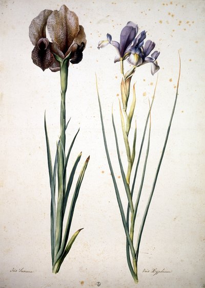 不明な画像 作： Jacopo Ligozzi